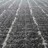 Anversa alfombra Tribali 014 0002 3121 MC